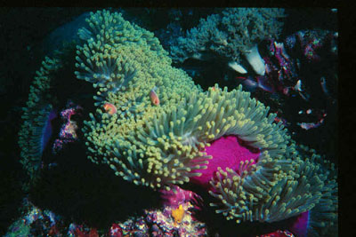 Palau SCUBA Diving